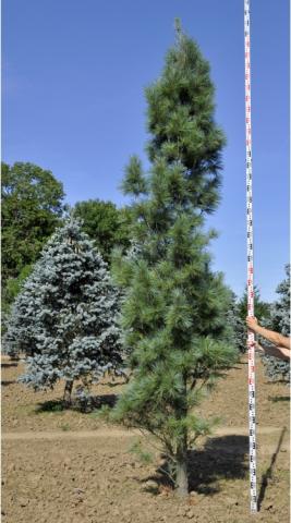 Pinus strobus 'Fastigiata'